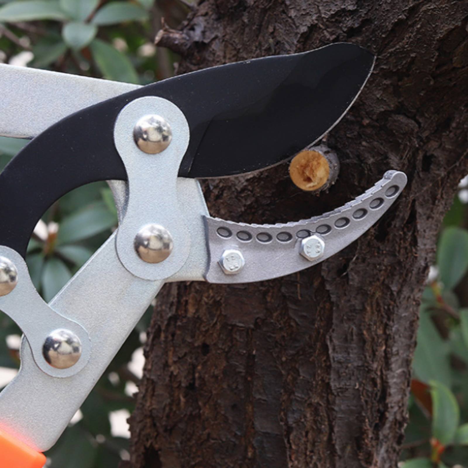 Sécateurs télescopiques à lame - Pruning Shears avis et prix